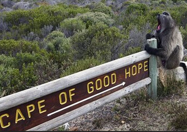Cape of Good Hope & Penguins Tour