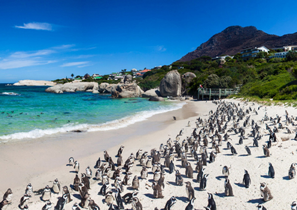 Cape Town Peninsula Tour
