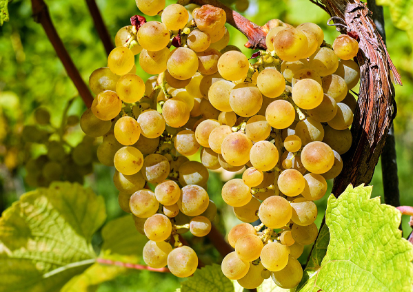 Winelands Tour