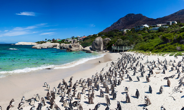 Penguins